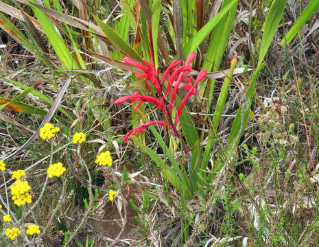 Слика од Tritoniopsis intermedia (Baker) Goldblatt