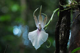 Image de Zygosepalum labiosum (Rich.) C. Schweinf.