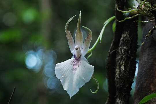 Image de Zygosepalum labiosum (Rich.) C. Schweinf.