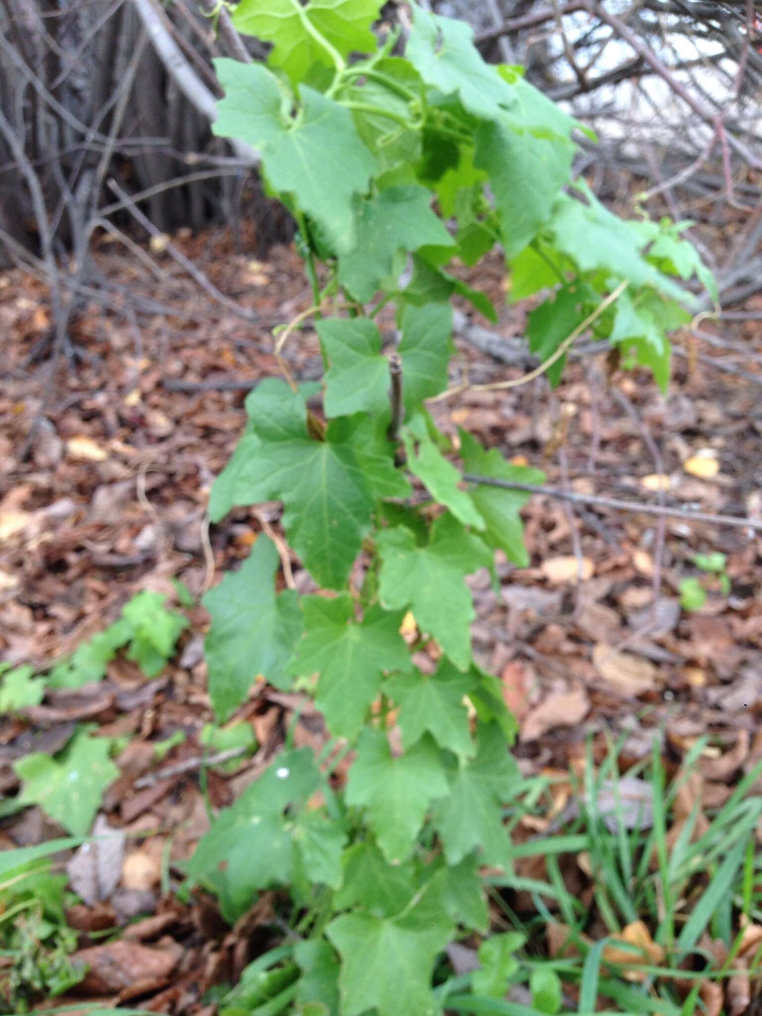 Image of white bryony