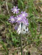 Lactuca graminifolia Michx. resmi