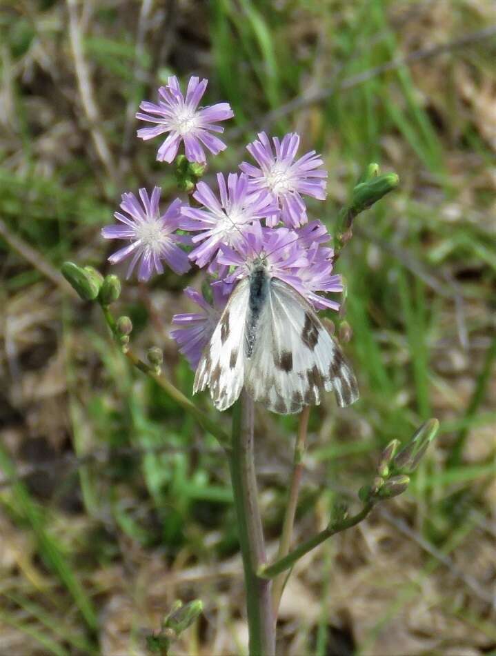 Lactuca graminifolia Michx. resmi