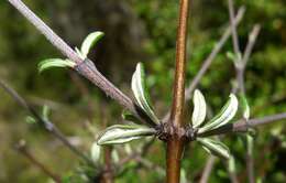 Imagem de Olearia bullata H. D. Wilson & P. J. Garnock-Jones