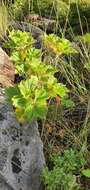Image of Pelargonium cucullatum subsp. strigifolium Volschenk