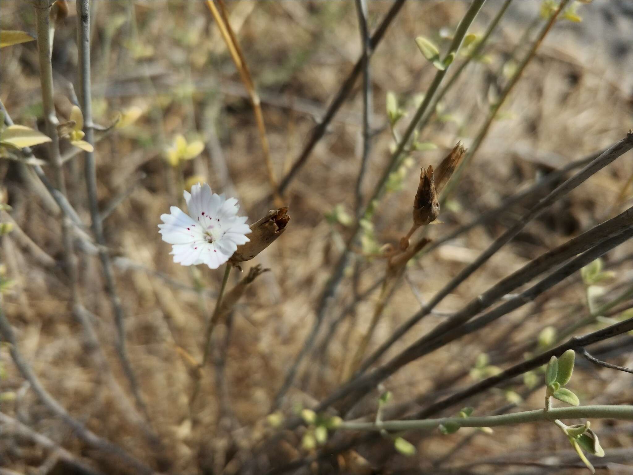 Image of Dianthus strictus Banks & Solander