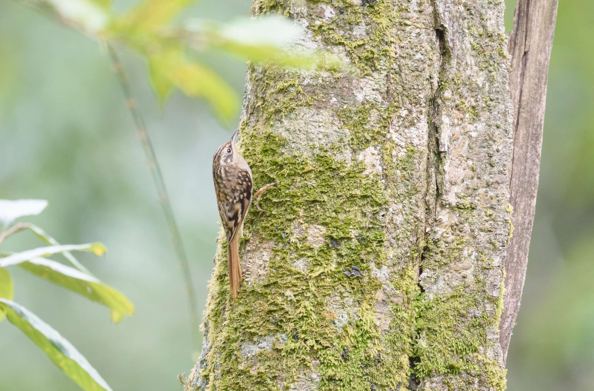 Image of Brown-throated Treecreeper