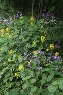 Image of Erysimum aureum M. Bieb.