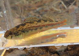 Plancia ëd Etheostoma zonistium Bailey & Etnier 1988