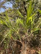 Image of Styphelia longifolia R. Br.