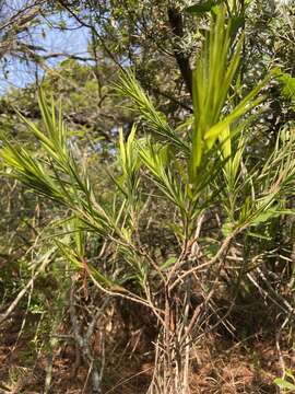 Image of Styphelia longifolia R. Br.