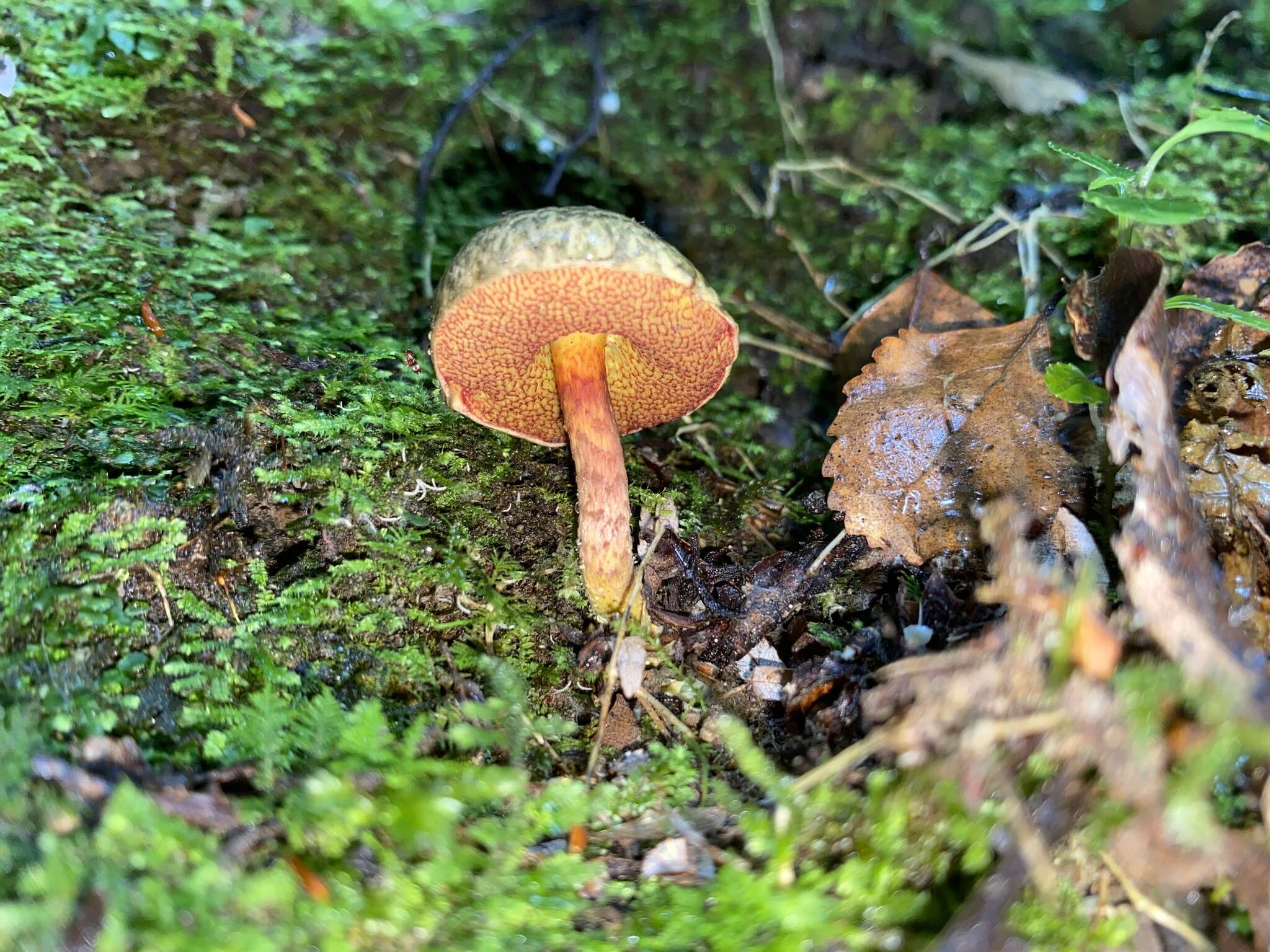 Image de Amoenoboletus mcrobbii (McNabb) G. Wu, E. Horak & Zhu L. Yang