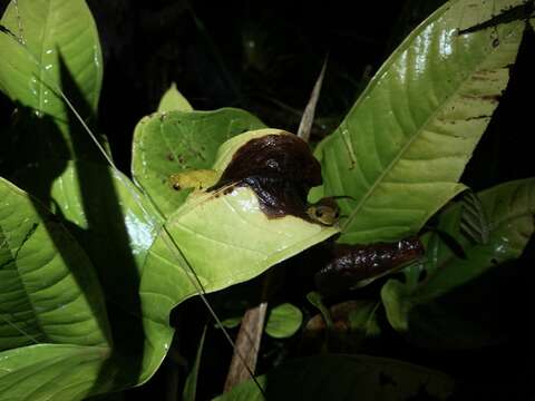 Sivun Dendropsophus brevifrons (Duellman & Crump 1974) kuva