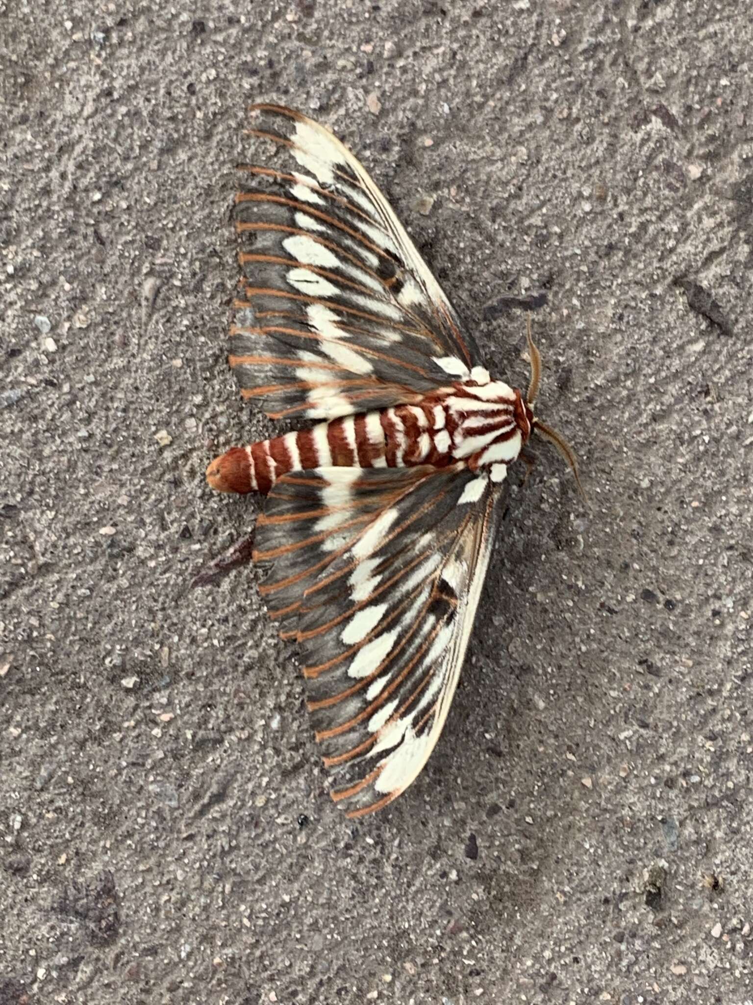 Image of Citheronia splendens sinaloensis Hoffmann 1942