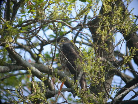 Image of Grey-faced Buzzard