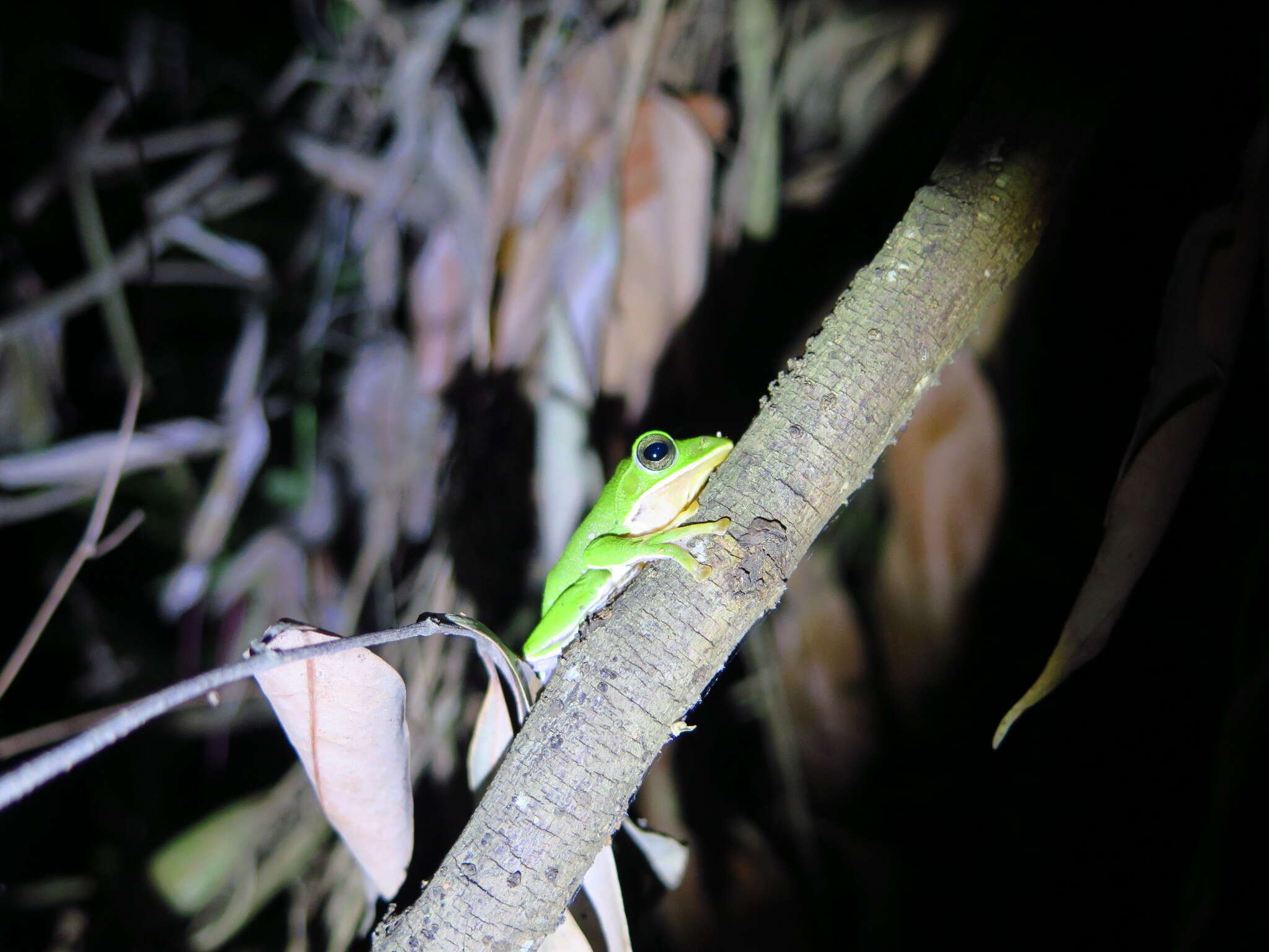 Image of Farmland green flying frog