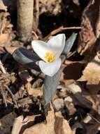 Image of snow trillium