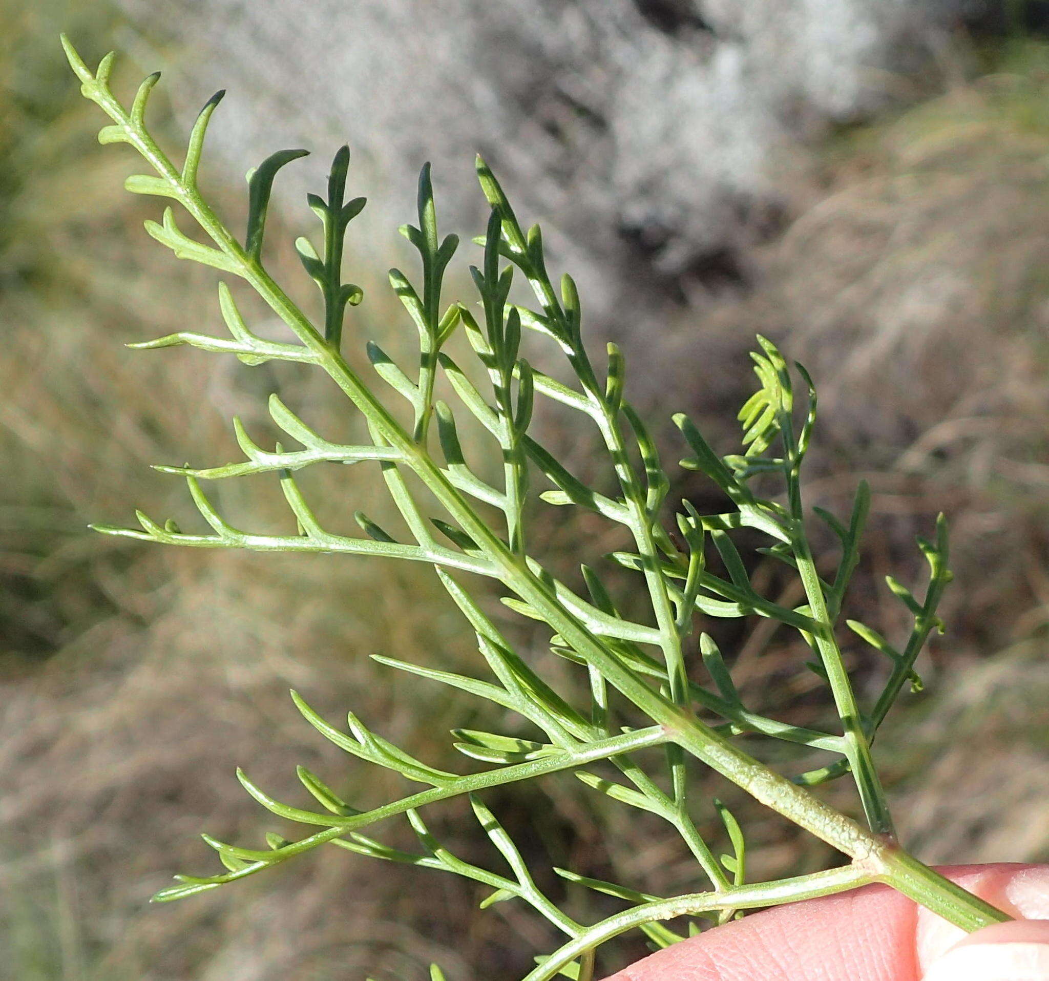 Image of Notobubon tenuifolium (Thunb.) Magee