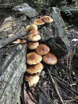 Image of Pholiota squarrosoides (Peck) Sacc. 1887