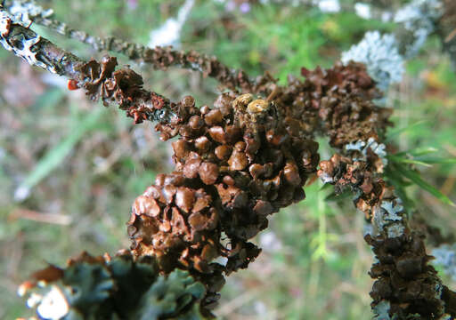 Image of Tuckermanopsis sepincola