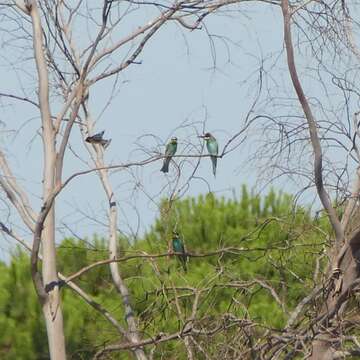 Image of bee-eater, european bee-eater