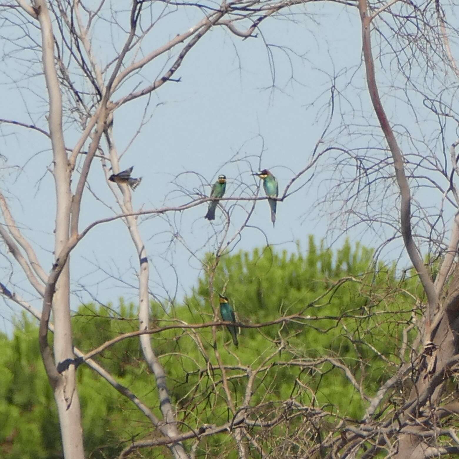 Plancia ëd Merops apiaster Linnaeus 1758