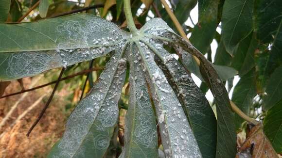 Image of Whitefly