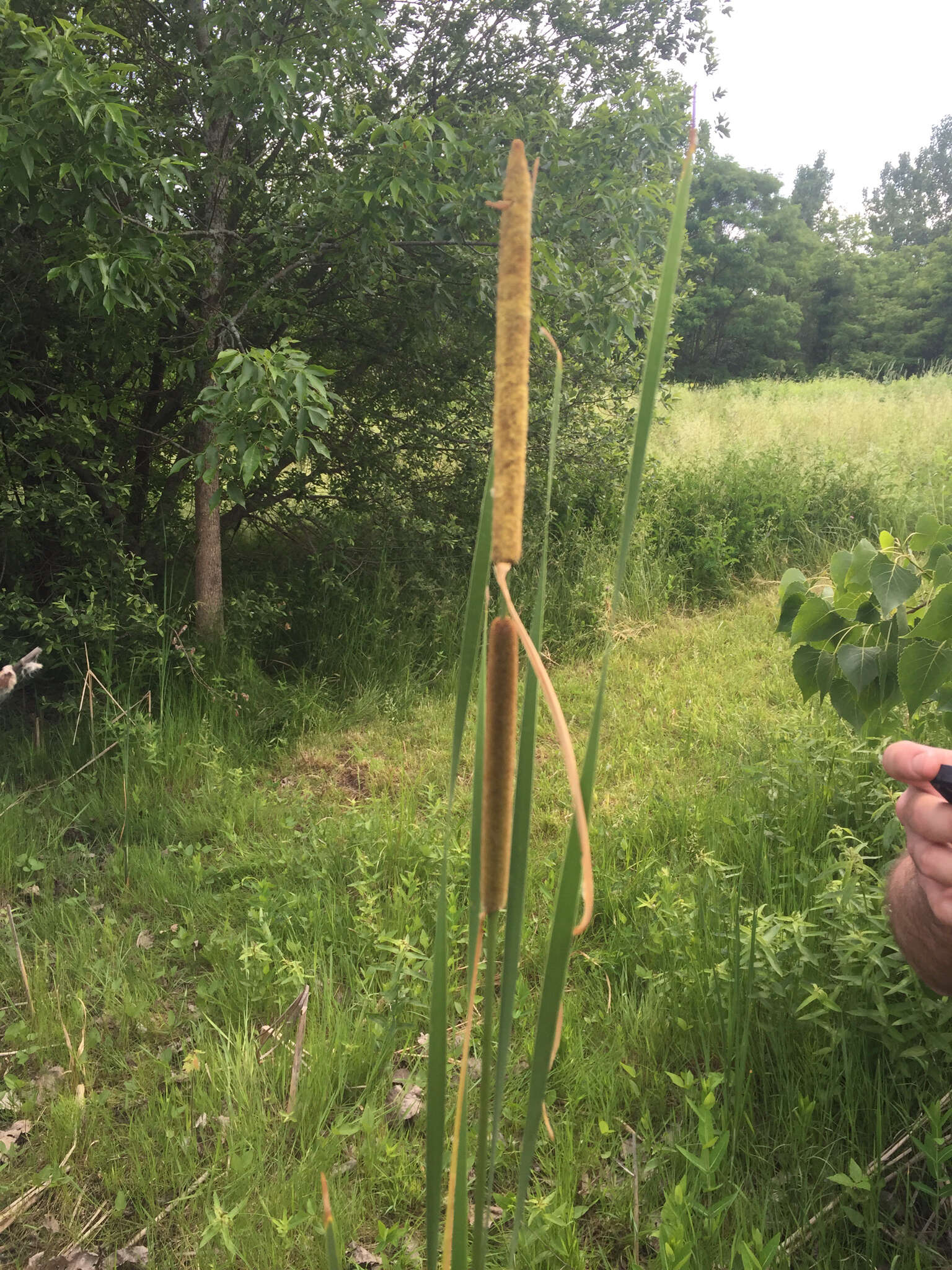 Слика од Typha angustifolia L.