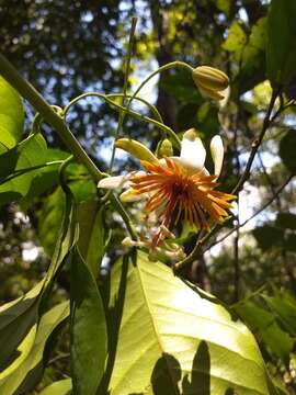 Image of Passiflora pittieri Mast.