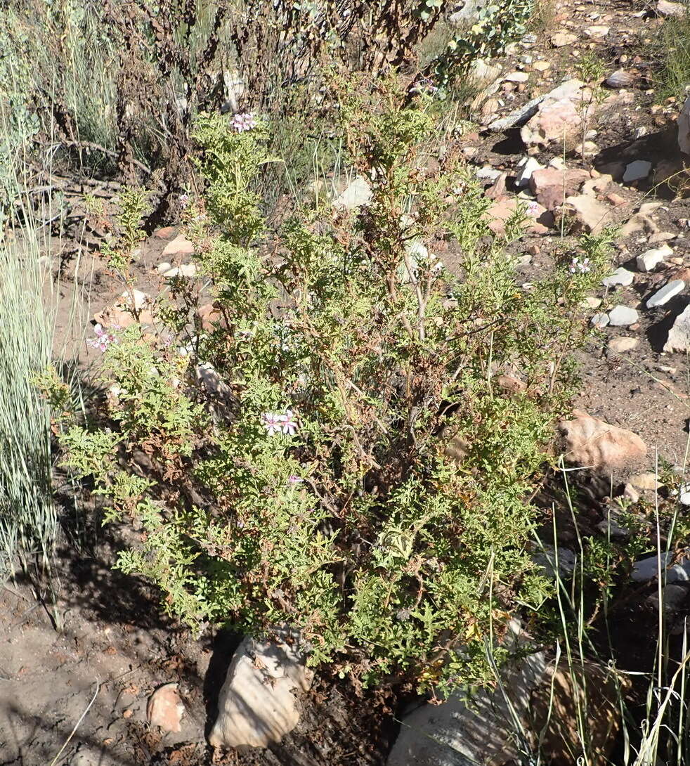 Image of oakleaf geranium