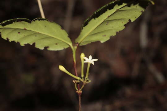 صورة Cyclophyllum balansae (Baill.) Guillaumin