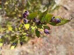 Image of Myrtus communis subsp. communis