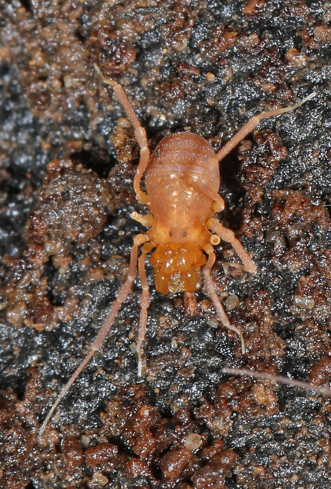 Image of Erebomaster acanthinus (Crosby & Bishop 1924)