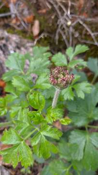 Image of Heracleum ligusticifolium Bieb.