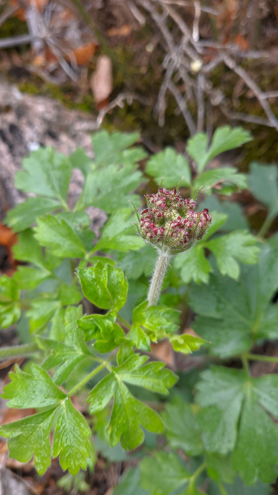 Image of Heracleum ligusticifolium Bieb.