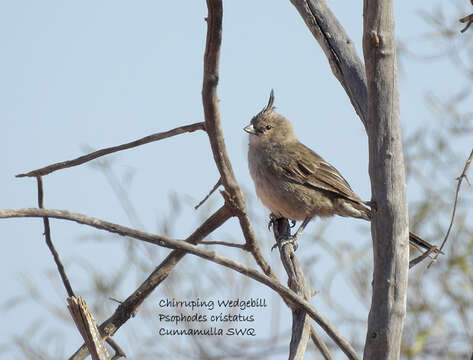 Image of Chirruping Wedgebill