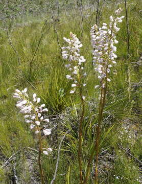 Acrolophia lunata (Schltr.) Schltr. & Bolus的圖片