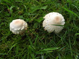 Image of Leucocoprinus cepistipes (Sowerby) Pat. 1889