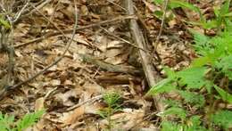 Image of Six-lined Racerunner