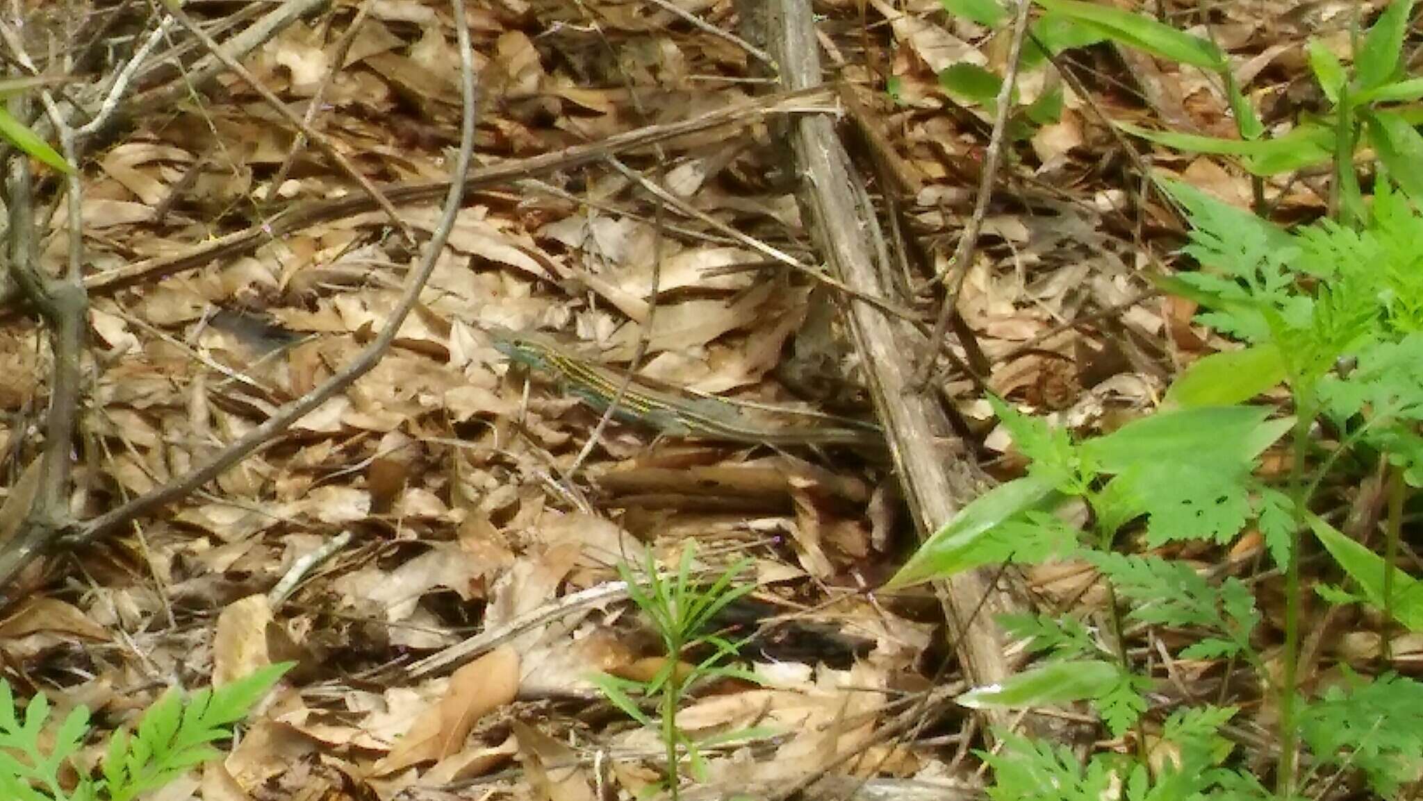 Image of Six-lined Racerunner