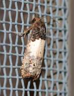 Image of Goldenrod Gall Moth