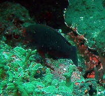 Image of Dusky parrotfish