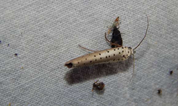 Image of Yponomeuta fumigata Zeller 1852