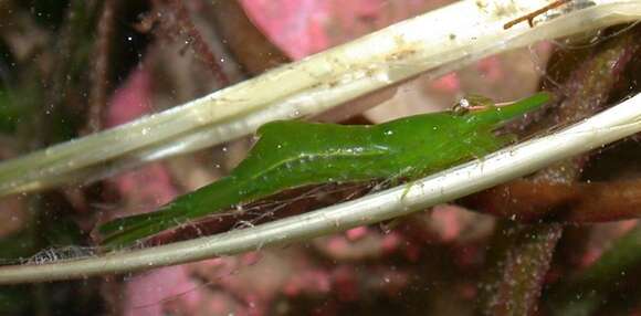 Image of small-eyed coastal shrimp