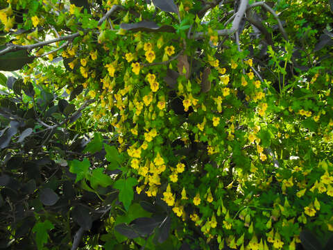 Image of Tropaeolum brachyceras Hook. & Arn.