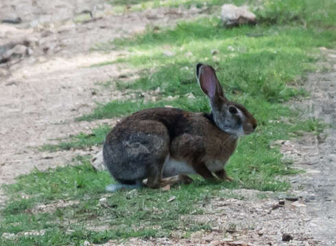 Image of Black-naped Hare