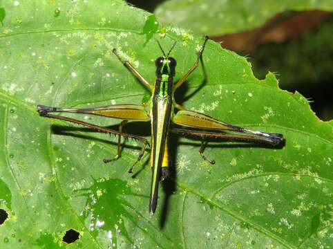 Image de Paramastax nigra (Scudder & S. H. 1875)