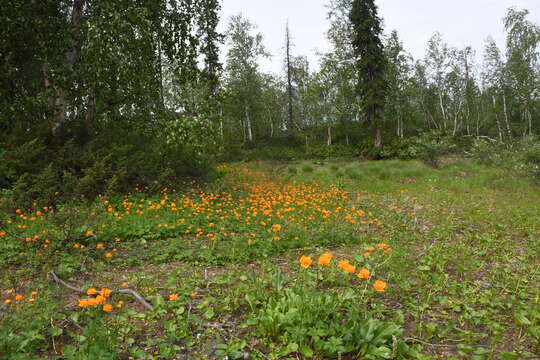 Image of Trollius sibiricus Schipczinsky