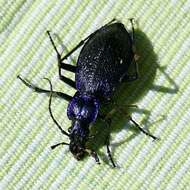 Image of Blue Ground Beetle