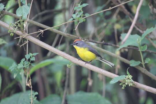 Image of Brown-capped Redstart