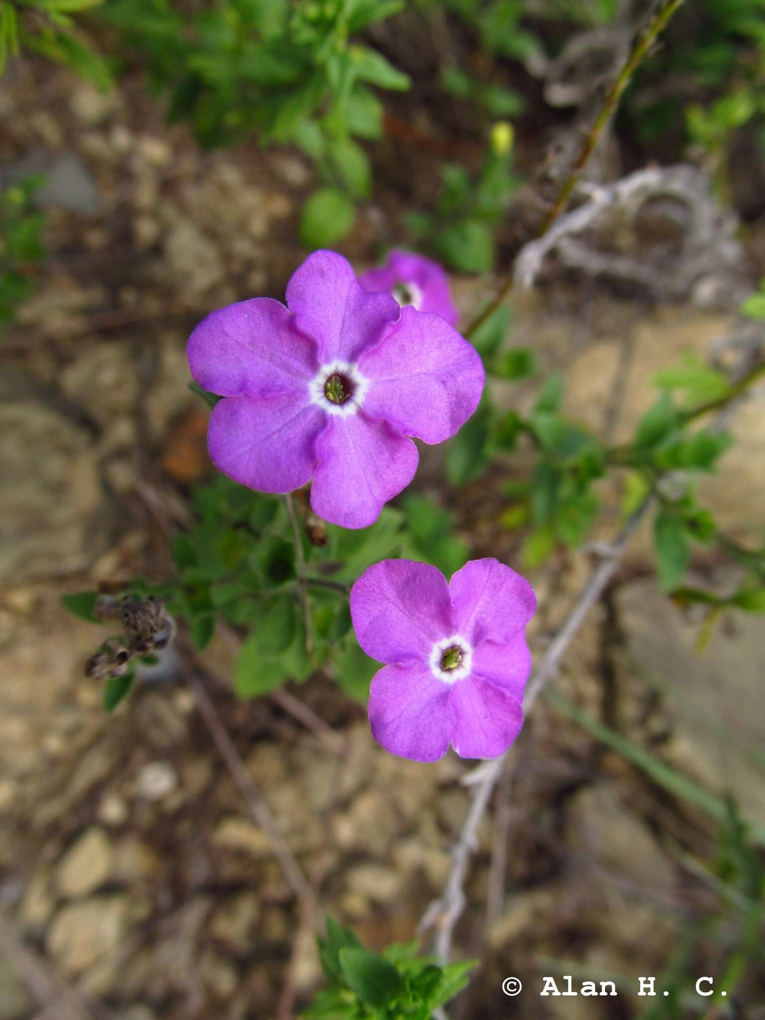 Sivun Hunzikeria texana (Torr.) W. G. D' Arcy kuva